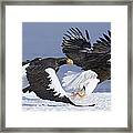 Stellers Sea Eagle Chase Framed Print