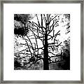 Storm Tree Framed Print