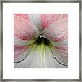 Streaks Of Pink Framed Print