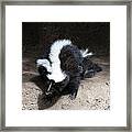 Striped Skunk - 0003 Framed Print