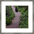 Strolling Bear Framed Print