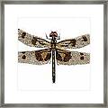 Study Of A Banded Pennant Dragonfly Framed Print