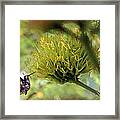 Summer Hummer Framed Print