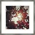#summer #sun Shining Trough #tree Framed Print