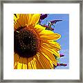 Summer Sunflower Framed Print