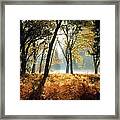 Sun Rays Passing Through Golden Trees Framed Print