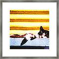 Sunbathing Feline Framed Print