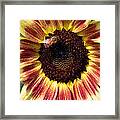 Sunflower Framed Print