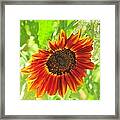 Sunflower Beauty Framed Print