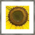 Sunflower Center Framed Print