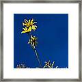 Sunflower Delight Framed Print