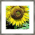 Sunflower Framed Print