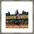 Sunflower Farm Scene Framed Print
