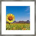 Sunflower Field Framed Print