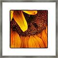 Sunflower Framed Print