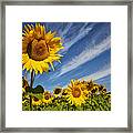 Sunflower Seranade Framed Print