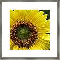 Sunflower With Insect Framed Print