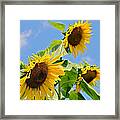 Sunflowers On Blue Framed Print