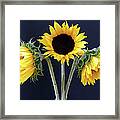 Sunflowers Three Framed Print