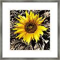 Sunny With A Chance Of Black And White Framed Print