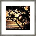 #sunset #california #delmar #silhouette Framed Print