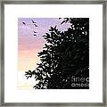 Sunset Fly By Framed Print