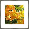 Sunshine Blossoms Framed Print