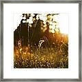 Super Flare Framed Print