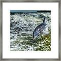 Surfing Dolphin Framed Print
