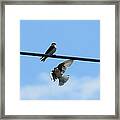 Swallow Flight Framed Print