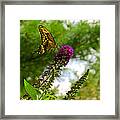 Swallowtail Treat Framed Print