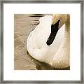 Swan Framed Print