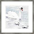 Swan Family Framed Print