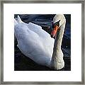 Swan Flying In The Water  Denmark Framed Print
