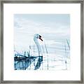 Swan Framed Print