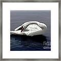 Swan Posing Framed Print