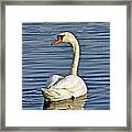 Swan Framed Print