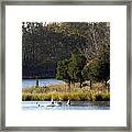 Swan Scenery Framed Print