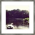 Swan Song Framed Print