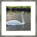 Swan Song Framed Print