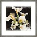 Sweet Calla Lilies Framed Print