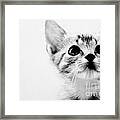 Sweet Kitten Framed Print