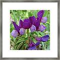 Sweet Peas Framed Print