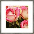 Sweet Roses Framed Print