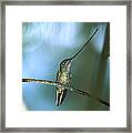Sword-billed Hummingbird Ensifera Framed Print