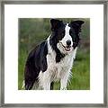 Taj - Border Collie Framed Print