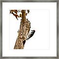 Taken With A Canon T2i #bird Framed Print