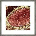 Taste Bud Framed Print