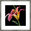 Tawny Daylily Framed Print