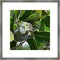 Tennesse Warbler Eating Mangrove Framed Print